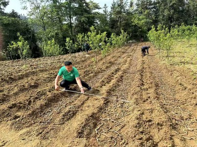 organic konjac farming organic konjac farming